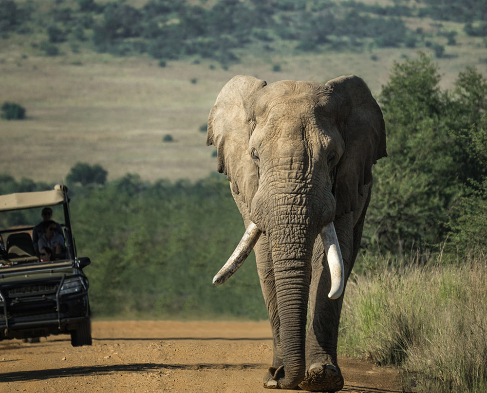 Njema Travels | Safaris privados en Tanzania diseñados a medida